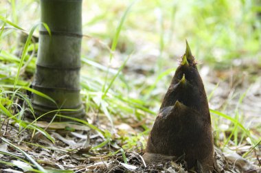 Bambu ormanlarında yetişen bambu filizlerine yakın durun.