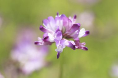 Bahçedeki güzel çiçekleri kapat.