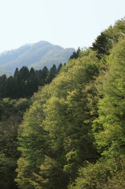 Ormanın güzel manzarası