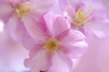 bahar çiçeği arka planında güzel pembe çiçekler