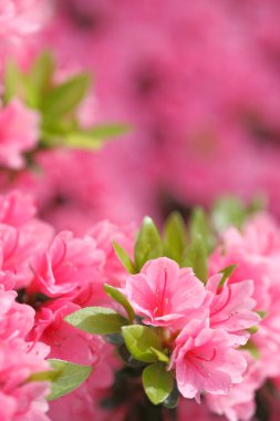 İlkbaharda güzel pembe rhododendron çiçekleri. Görüntüyü kapat