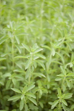 Bahçede yeşil yaprak