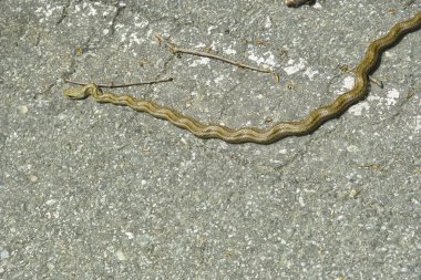 Kahverengi yılan kaldırımda sürünüyor.