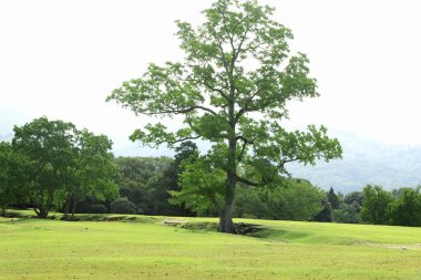 beautiful view of green trees in the park     