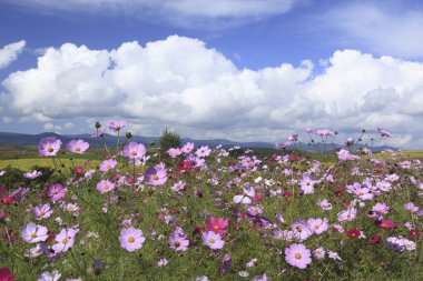Tarlada yetişen güzel çiçekler, doğa bitki örtüsü      