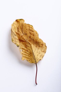 Damarlı kurumuş sarı yaprak.