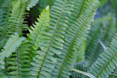 Ormanda eğreltiotu yaprağı.