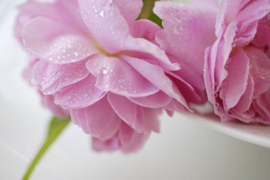 Açık arkaplanda güzel pembe çiçeklerin manzarasını kapat                                 