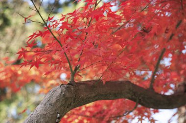 Ağaçlar ve yapraklarla dolu güzel bir sonbahar parkı      