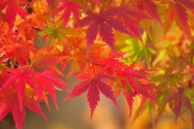 Sonbahar yaprakları, sonbahar bitkileri