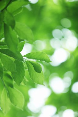 Doğada Yeşil Yapraklar