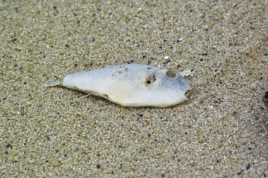 Lying flat on sandy ocean floor