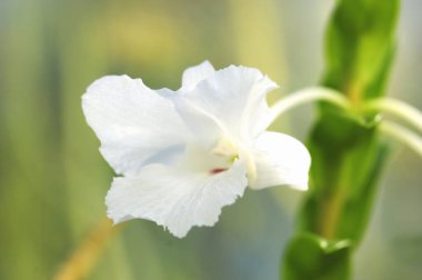 güzel çiçekler, görünümü kapatın