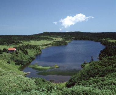Yeşil çayırdaki gölün güzel manzarası 