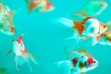 Arka planda akvaryumda yüzen güzel balıklar.