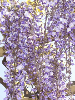 Ağaçtan sarkan bir demet mor çiçek