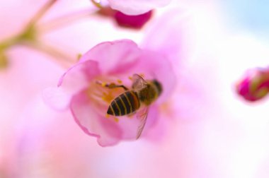 Bahar bahçesindeki pembe çiçeğin üzerindeki arıya yakından bak.            