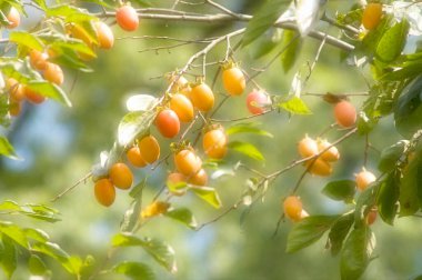 Taze wampee meyveleri doğanın arka planında bir ağaçta