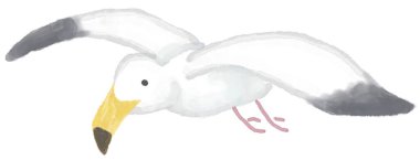 Beyaz uçan martı. suluboya resimleme