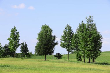 Yeşil ağaçları ve çayırları olan güzel bir manzara.             