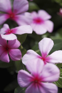 Bahçedeki güzel çiçekler