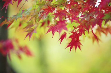 sonbahar yapraklarıyla kaplı ağaçlar 