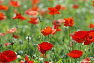 Kırmızı haşhaş tarlası, yaz çayırı manzarası. Doğa arkaplanı 