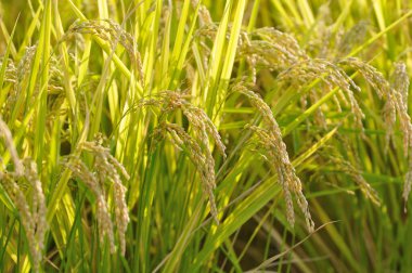 Tarladaki pirinç bitkilerinin kulakları, yakın görüş