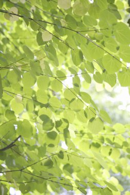 Doğadaki güzel taze yeşil yaprakları kapatın.            