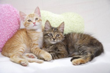 kanepe üzerinde iki yavru kedi