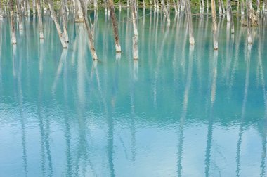 Sakin mavi suya yansıyan çıplak ağaçların güzel manzarası             