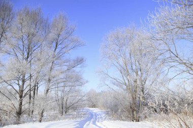 Ağaçlar ve karla kaplı kış manzarası