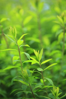 Ormanda yeşil yapraklar