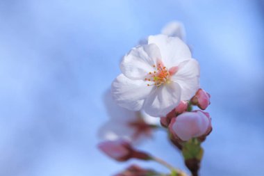 Kiraz çiçeklerinin güzel beyaz çiçekleri ve mavi gökyüzü, bahar bahçesinde açan ağaç.