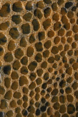  Deri dokusu arka plan, doğal malzeme 