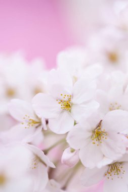 Pembe arka planda güzel kiraz çiçekleri 