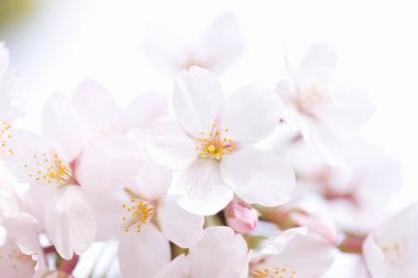 İlkbaharda kiraz çiçeği 