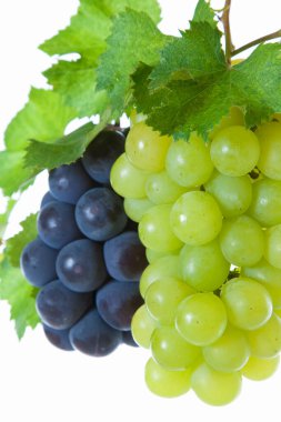 Taze taze organik üzümlerin beyaz üzerine yakın plan görüntüsü                