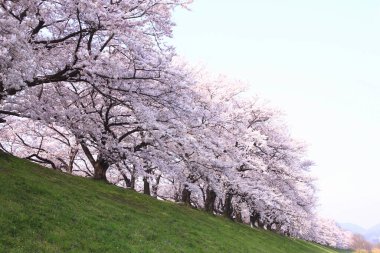 İlkbaharda kiraz ağacının çiçek açması. 