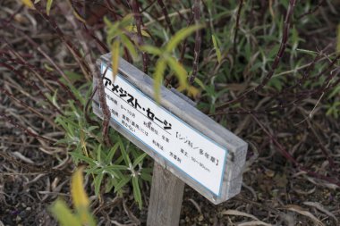 Yaz ormanlarında pano, Japonya, gündüz manzarası. 