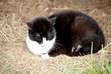 Caddedeki sevimli siyah kedi, yaklaş.