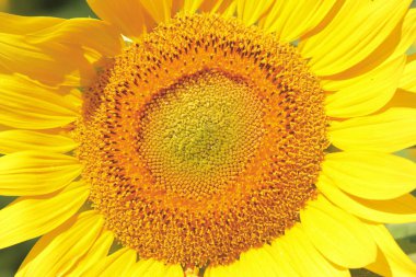 yakın - ayçiçeğinin sarı polenli hali.