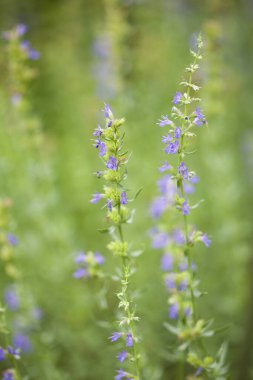 Renkli çiçeklerin arkaplan resmi, arka plan doğası