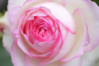 Bahçedeki pembe gülün yakın görüntüsü