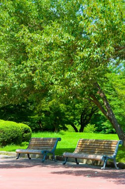Parkta yeşil yapraklı boş bank.