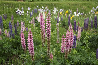 Çiçek açmış güzel mor lupinler