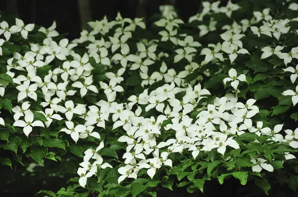 white jasmine flower, jasmine flower, spring flowers.