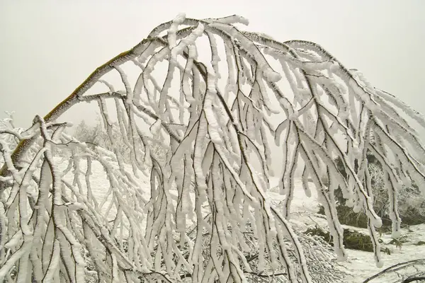 Paisagem Inverno Com Uma Árvore Uma Neve Camada Coberta Neve — Fotografia de Stock