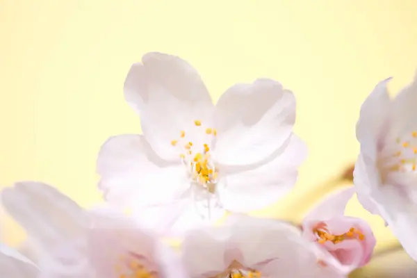 Fiore Ciliegio Primavera — Foto Stock