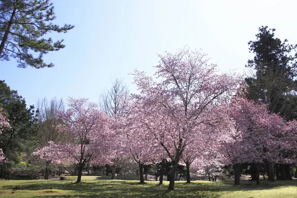 stock image beautiful blooming cherry trees in spring garden